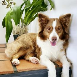 Maya - Australian Shepherd