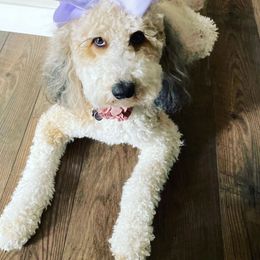 Goldendoodles from A Trained Puppy