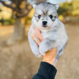 Girl 2 - Silver female Pomsky puppy in Yavapai County, Arizona from Pawsh Pomskies