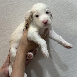 Goldendoodle Puppies from Kerri's Goldendoodles
