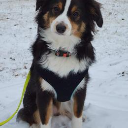Miniature Australian Shepherd and Toy Australian Shepherd Puppies from Crazy 8 Toy/ Mini Aussies