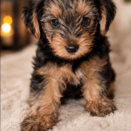 Tanner - Black and tan male Yorkshire Terrier puppy in Broxton, Georgia from More Than Family