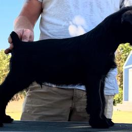 Blk boy 7 - Black male Giant Schnauzer puppy in Bois D’arc, Missouri from Down Low Kennels