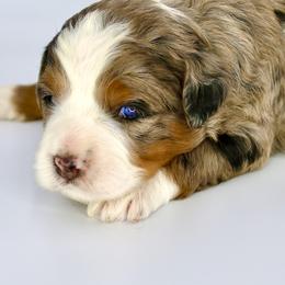 Bernese Mountain Dog and Poodle Puppies from Brian Petersen