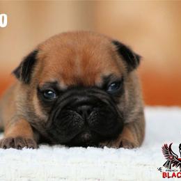 Inferno - Fawn male French Bulldog puppy in Vancouver, Washington from Blackwell's American & French Bulldogs