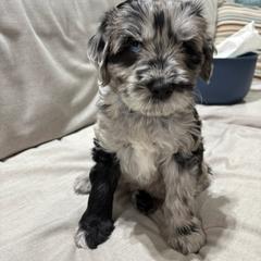 Boy 3 - Bergamasco Sheepdog puppy from Fox Valley Bergamasco