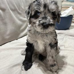 Boy 3 - Bergamasco Sheepdog puppy from Fox Valley Bergamasco
