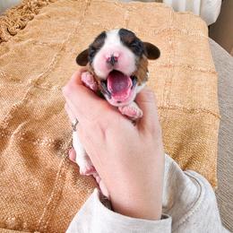 Green Girl - Tri-color female Cavalier King Charles Spaniel puppy in Nampa, Idaho from Heart Mountain Cavaliers & Floating Feathers Kennel
