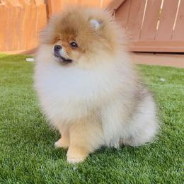 Teddy - Orange sable male Pomeranian puppy in Hot Springs, Arkansas from Pomeranian Empire