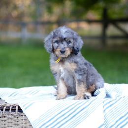 Yellow collar - Blue merle female Bernedoodle puppy in Spokane, Washington from Doodle Love
