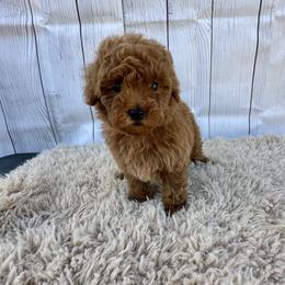 Prosper (AKC) - Red  male Poodle puppy in Riverside, California from Red Toy Poodle World