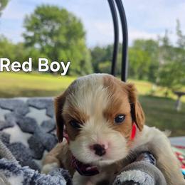 Red Boy - Blenheim male Cavalier King Charles Spaniel puppy in Forest Lake, Minnesota from Northern Lights Goldens