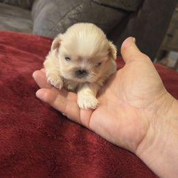 Bliss - Cream female Pekingese puppy in Kingman, Arizona from Faith Harvey