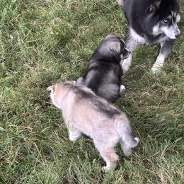 Siberian Husky Puppies from WILLIAM HUNDLEY