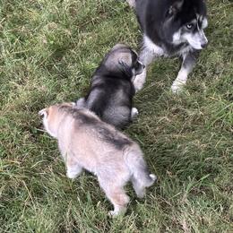 Siberian Husky Puppies from WILLIAM HUNDLEY