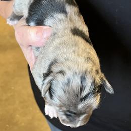 Wanda - Blue merle female Miniature Australian Shepherd puppy in Godley, Texas from Nana and Paws Aussies