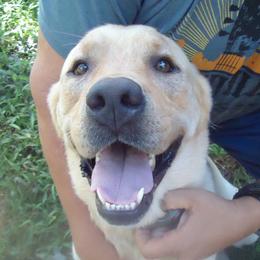 Labrador Retrievers from Edward Swantkoski