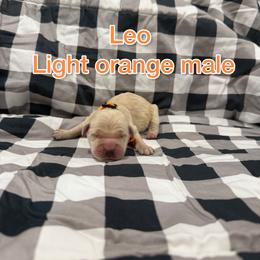 Light orange - Light golden male Golden Retriever puppy in Salt Lake City, Utah from Soaring golden retrievers