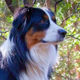 Echo - Miniature Australian Shepherd