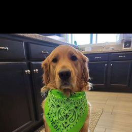 Lacey - Golden Retriever