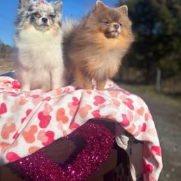 Topanga - Pomeranian