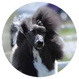 Poodle puppies from Faksa Standard Poodles