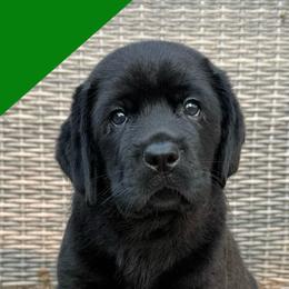 Dark green - Black male Labrador Retriever puppy in Wilson’s, Virginia from Cedar Hill Farm Labradors