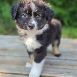 Scooter - Black tri male Miniature Australian Shepherd puppy in Bethel Springs, Tennessee from Debbie's Miniature Australian Shepherds