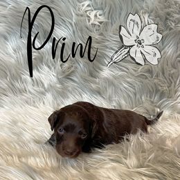 Bernedoodle and Poodle Puppies from Salty Standards