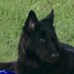 Shiloh Shepherds from Hill Country Shilohs