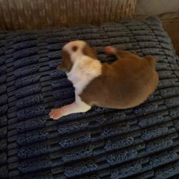 Baby boy 3 - Red male Boston Terrier puppy in Charleston, West Virginia from Mountain Momma Bostons