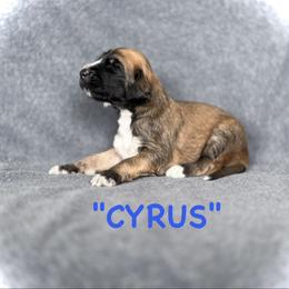 Cyrus - Black and tan male Afghan Hound puppy in Kona, Hawaii from "Hounds of Heaven" - Afghan Hounds