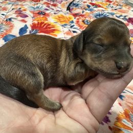Laffy - Sable female Dachshund puppy in Cabool, Missouri from Dachshund's of Country Magic Farms in Missouri