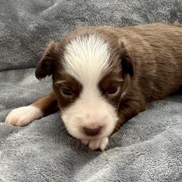 Gadget - Red tri-color male Miniature American Shepherd puppy in Rindge, New Hampshire from Lil' Bit Aussie