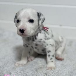 Claire -pink collar - White and black female Dalmatian puppy in Whitwell, Tennessee from Rock a Dalmatian “RockADal”
