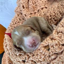 Boy 1 - Red male Cockapoo puppy in Lake Tansi, Tennessee from Davis cockapoos