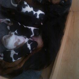 Tri boy 2 - Tri-color male Cavalier King Charles Spaniel puppy in Marcellus, Michigan from Coolcreek Pets