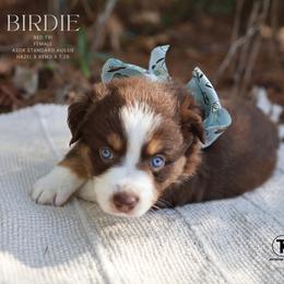 Birdie- Red Tri Female - Red tri-color female Australian Shepherd puppy in Nacogdoches, Texas from TK Standard, Mini, & Toy Aussies