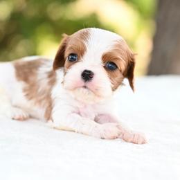 Axel - Blenheim male Cavalier King Charles Spaniel puppy in Lawton, Oklahoma from Lindsey’s Cavies