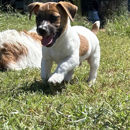 Michael Green Collar Pup - White male Great Dane puppy in Lampasas, Texas from Claddagh Pastures
