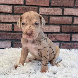 Lumi - Chocolate female Great Dane puppy in Barberton, Ohio from Guilty Pleasure Great Danes