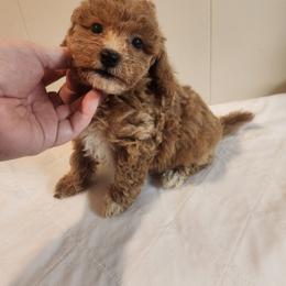 Teddy - Red  male Poodle puppy in Richmond, Missouri from Natalie's Happy Fur Paw's