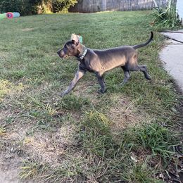 Great Dane Puppies from Lazuli Great Danes