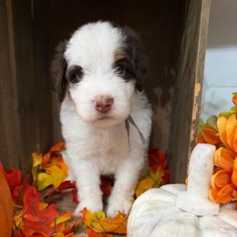 Acorn - Brown and white male Bernedoodle puppy in Gilbert, Arizona from The Berne Barn... it’s a Doodle thing!