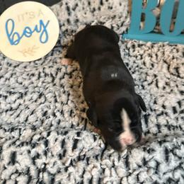 Boy 2 - White male Boxer puppy in Lakeland, Florida from Cote's Boxers