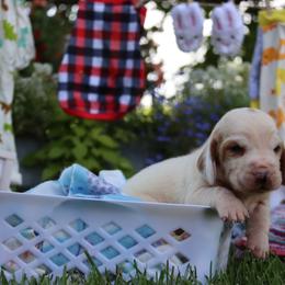 Pirate - Red and white male Basset Hound puppy in Pollock, Missouri from Northstar