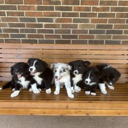 Border Collie Puppies from SoCal/Promise Land Border Collies