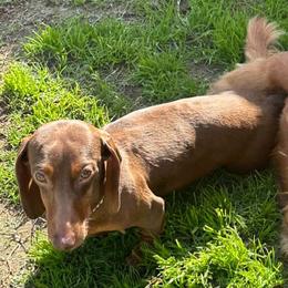 Dachshunds from Dingle’s Dog House