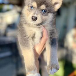 Genie - Blue male Pomsky puppy in Antioch, California from Golden State Pomskies