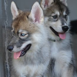 Siberian Husky Puppies from SoFlo Siberians